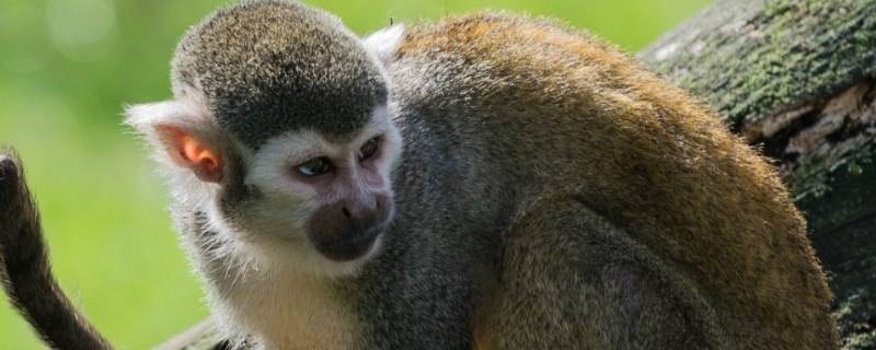 夜上海打一生肖