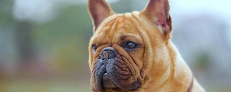 前襟后裾打一动物