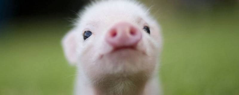 家养过年猪是商品吗