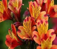 数字化福利究竟是什么？