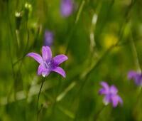 万元购车有谁知道？能不能帮忙介绍？