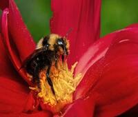 国产精刚的透镜怎么样？想购买一款性价比高的