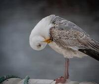 无弹窗免费阅读重生1985(林兴国林墨池)_重生1985林兴国林墨池小说完结免费