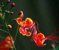 有没有性价比高一些的国货减震坐垫推荐一下的？最好舒适度也高一些的