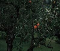 末世：万倍返还，从投资邻妻开始(杨浔林锦芸)在线免费小说_全集免费小说末世：万倍返还，从投资邻妻开始(杨浔林锦芸)